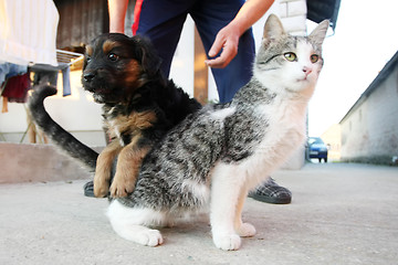 Image showing Puppy and kitten playing