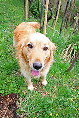 Image showing Close up of golden retriever