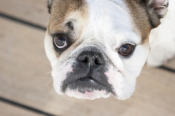 Image showing Close up of english bulldog looking at camera