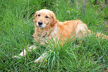 Image showing Golden retriever lying in grass