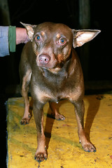 Image showing Brown dog standing on table