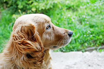 Image showing Golden retriever side view