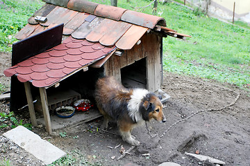 Image showing Domestic dog in chains