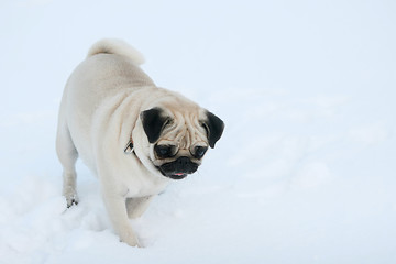 Image showing Pug dog in snow