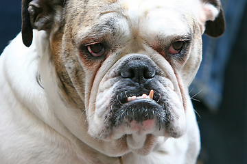 Image showing Close up of bulldog