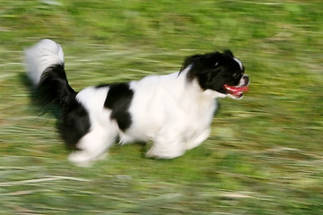 Image showing Black and white pekingese running