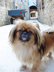 Image showing Pekingese dog standing in street 