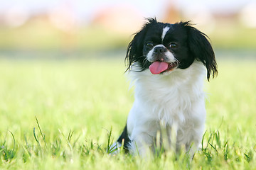 Image showing Black and white pekingese