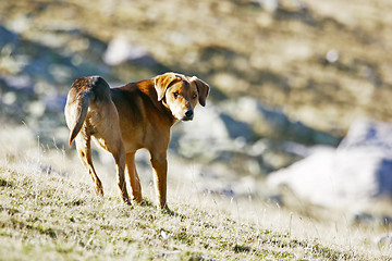Image showing Half breed dog standing in field