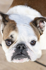 Image showing Close up of english bulldog