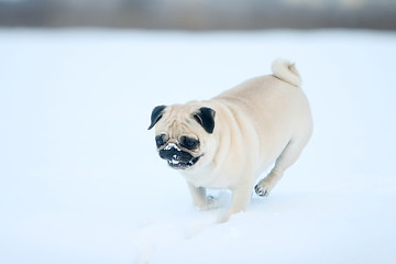 Image showing Pug in snow