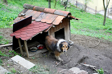 Image showing Collie in chains