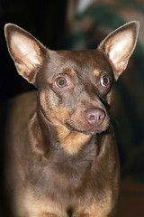 Image showing Brown dog portrait