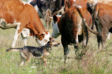 Image showing Dog in cow flock