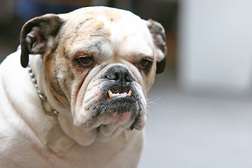 Image showing Close up of old bulldog