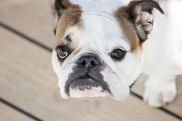 Image showing English bulldog looking at camera