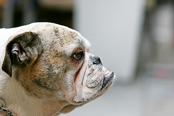 Image showing Side view of bulldog