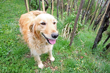 Image showing Close up of golden retriever in woods