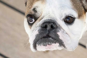 Image showing English bulldog close up