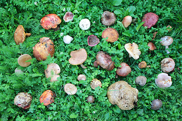 Image showing Wild mushrooms