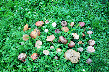 Image showing Wild mushrooms arranged on green grass