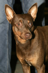 Image showing Brown half breed dog 