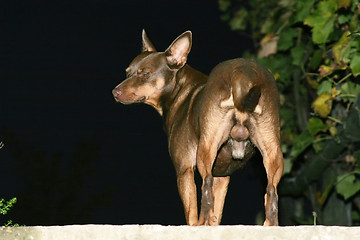 Image showing Rear view of brown dog