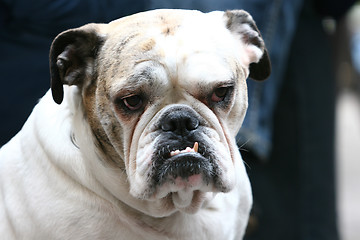 Image showing Close up of bulldog with canines