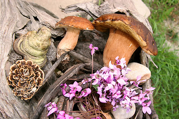Image showing Boletus wild mushrooms in forest