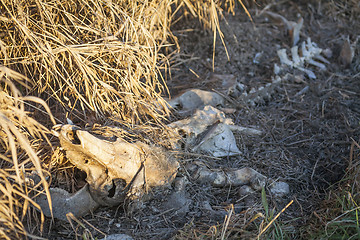 Image showing Cow skeleton