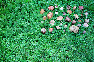 Image showing Harvested wild mushrooms