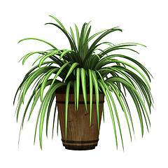 Image showing Spider Plant on White