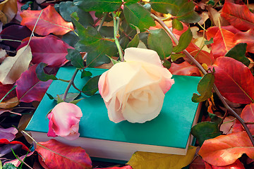 Image showing Beautiful white rose and the book among the yellow autumn leaves