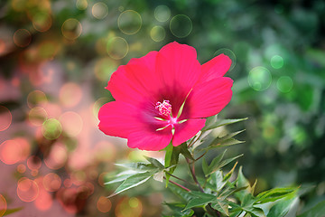 Image showing Beautiful red flower on the background of the garden.