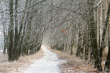 Image showing Winter landscape: trees in the frost.