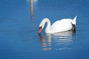 Image showing White Swan on blue water of the lake.