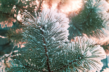 Image showing Pine branch, covered with snow.