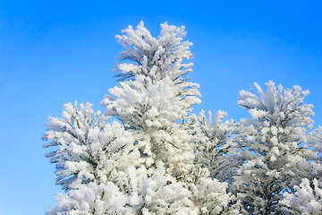 Image showing Winter landscape: trees in the frost.