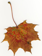 Image showing autumnal leaf