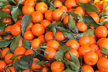 Image showing Tangerines