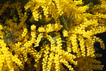 Image showing Mimose