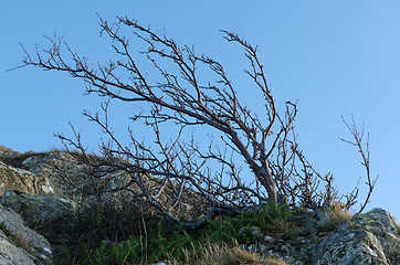 Image showing windswept tree