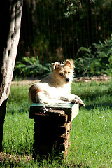 Image showing Dog resting