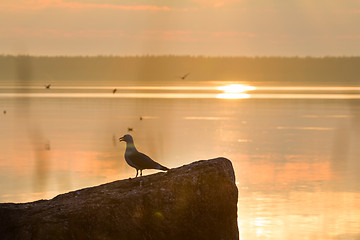 Image showing seagulls in a colony of birds