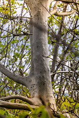 Image showing terrible awful moth kills trees, spins a web