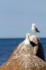 Image showing rare seagull close up. a colony of birds with voices