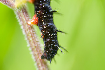 Image showing macro insects. caterpillar of a butterfly peacock eye