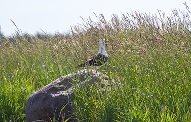 Image showing seagull hid  in  grass a breeze on the sea coast