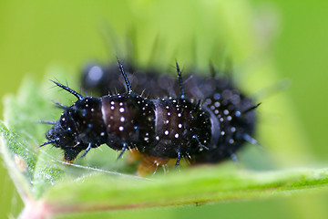 Image showing macro insects. caterpillar of a butterfly peacock eye