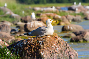 Image showing seagulls in a colony of birds